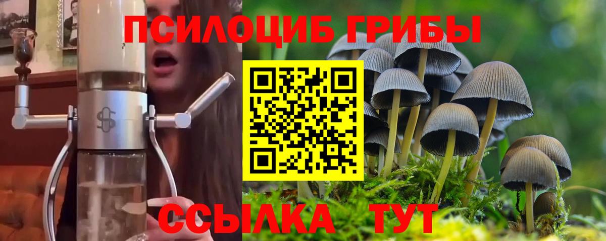 Михайловск  Псилоцибиновые грибы прущие грибы  Вход с VPN  Псилоцибиновые грибы Psilocybine cubensis 